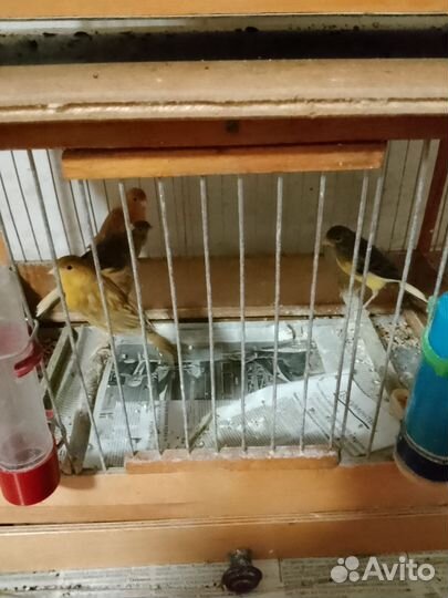 Канарейки разных расцветок