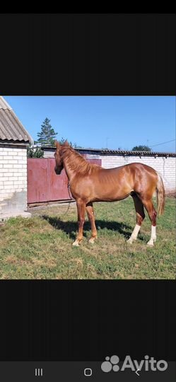 Продам жеребчиков Донской породы