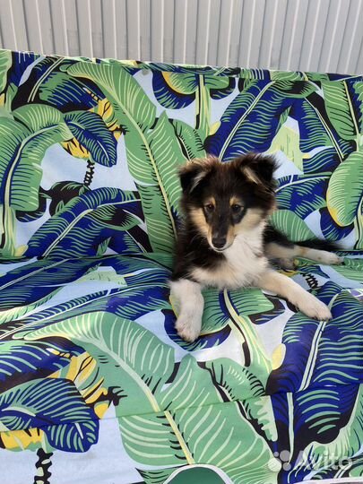 Щенки шелти