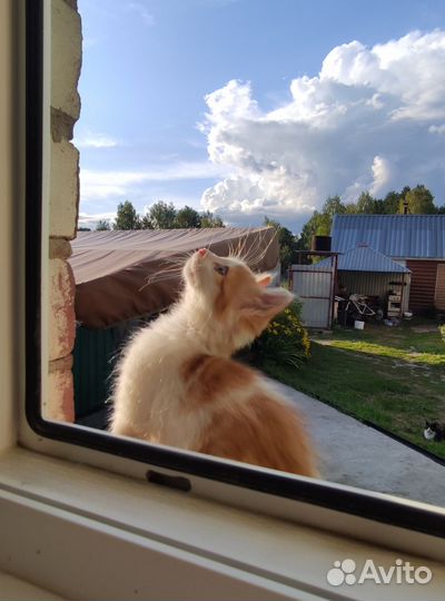 Рыжие котята в добрые руки