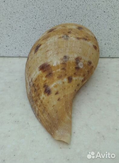 Фикус Вериджита 8,1 морская ракушка раковина