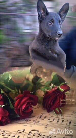 Щенки ищут дом