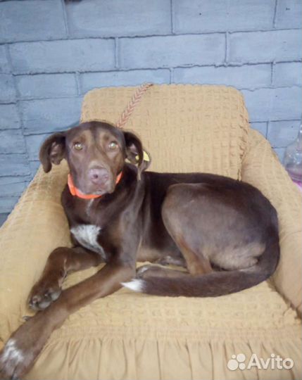 Собака(легавый пёс)