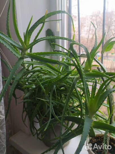 Комнатные растения