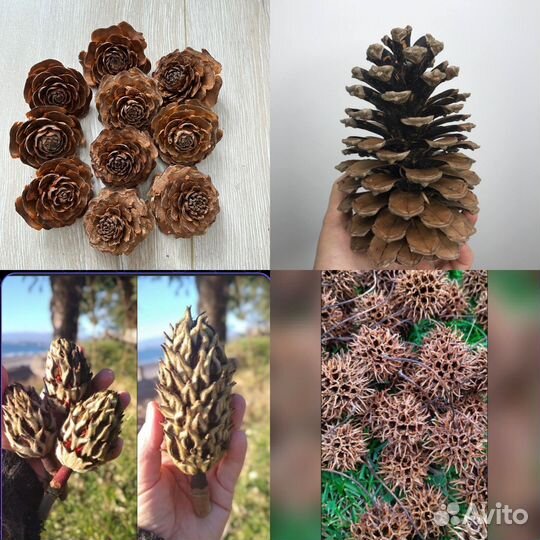 Шишки для поделок