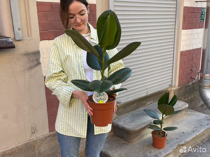 Фикус Эластика 60см