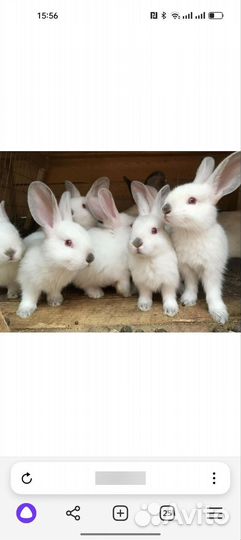 Продаются нутрии и калифорнийские кролики