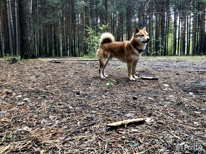 Сиба-ину Кобель для вязки