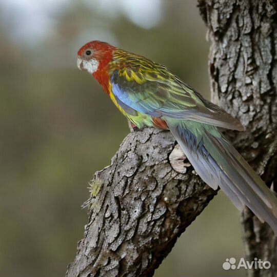 Розелла редкого окраса