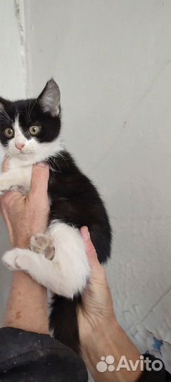 Котенок девочка в добрые руки