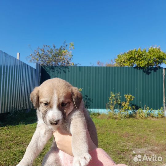 Щенки бесплатно