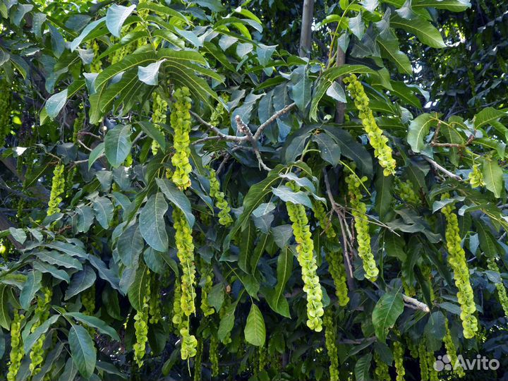 Птерокария Лапина Ясенелистная,семена