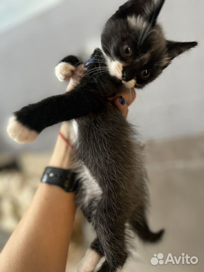 Котик в добрые руки