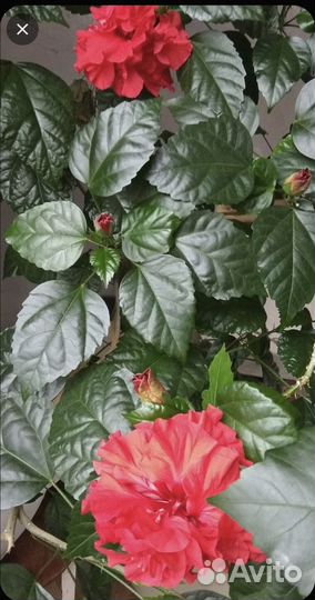 Комнатные цветы