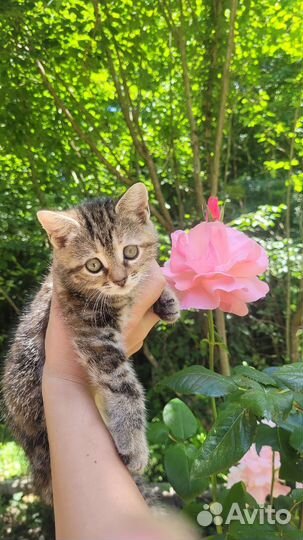 Отдам котят