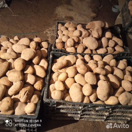 Продам картофель