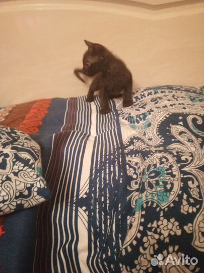 Донской сфинкс котята