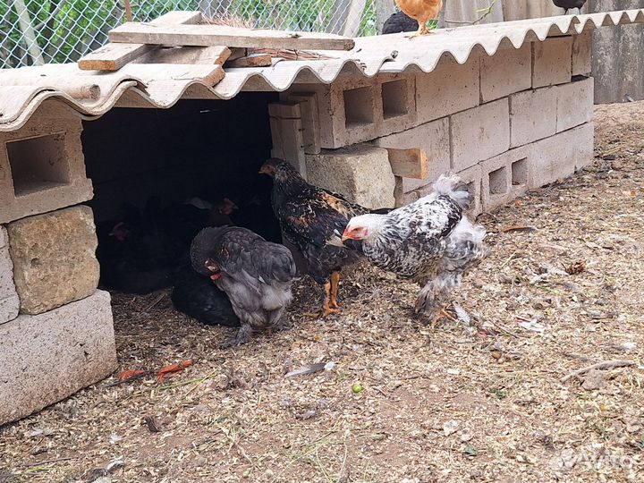 Молодые петушки