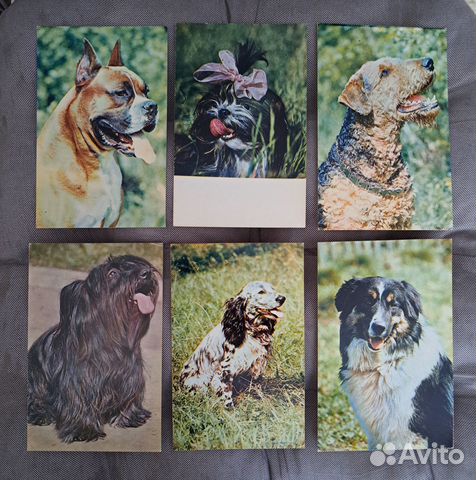 Открытки СССР, Собаки