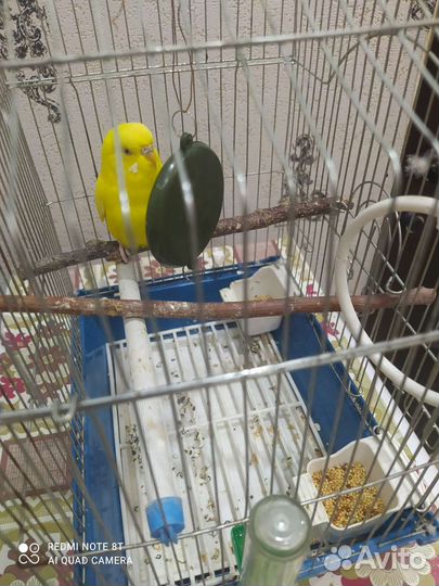 Волнистый попугай с клеткой