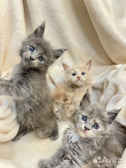 Котятки Мейн-кун