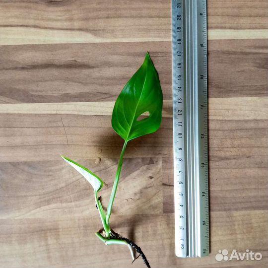 Монстера Манки Маск