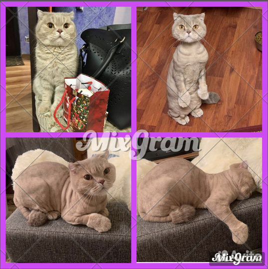 Стрижка кошечек и котиков