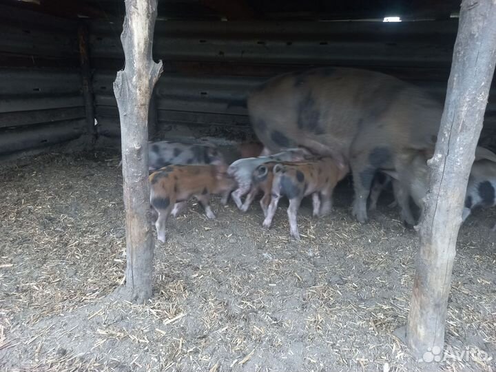 Поросята