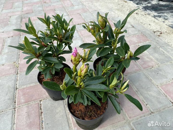 Рододендрон