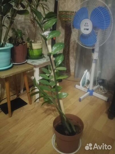 Замиокулькас долларовое дерево