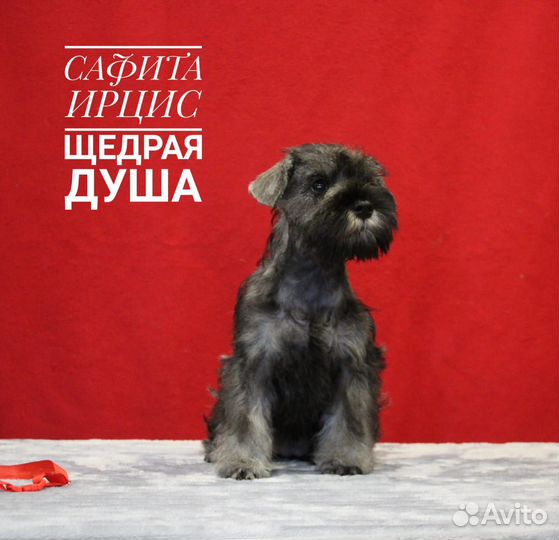 Щенки цвергшнауцера перец с солью