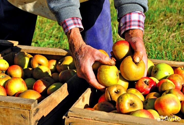Работник по сборке яблок