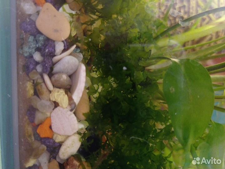 Гуппи, креветки, улитки, растения