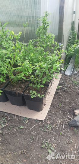 Саженцы голубики и клюквы