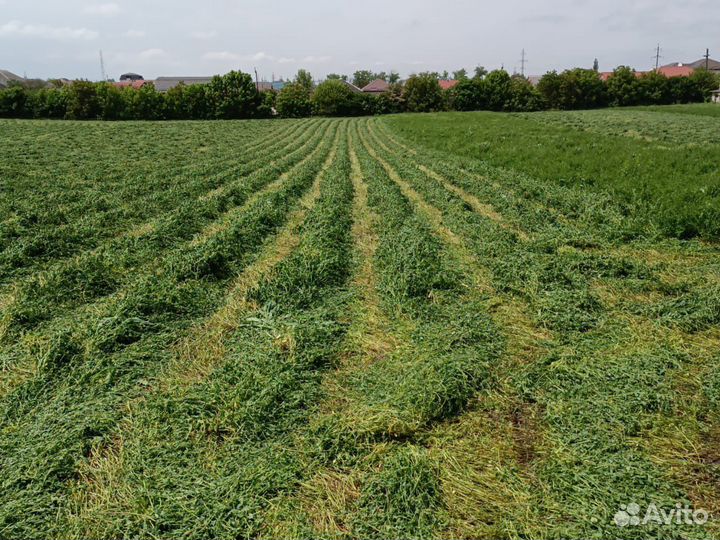 Сено,люцерна в тюках