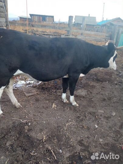 Корова дойная,стельная