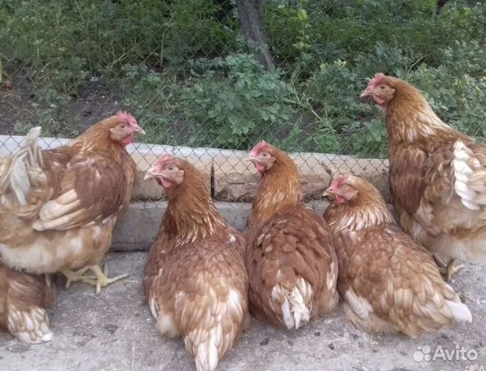 Куры несушки