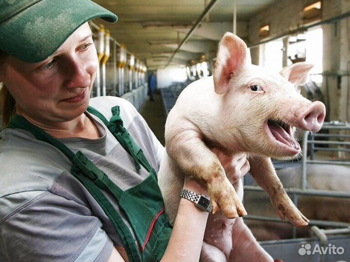 Оператор на свиноводческую ферму(Вахта)