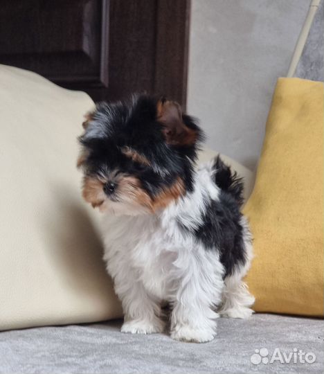 Бивер мальчики мини