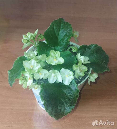 Фиалка, готовое растение