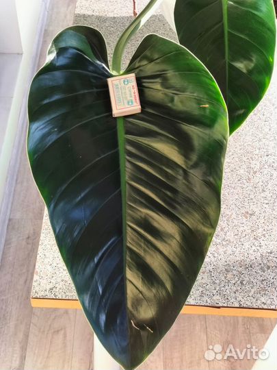 Филодендрон Империал Грин Кинг огромный160см