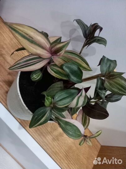 Традесканция