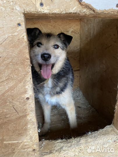 Спасите бородатика из приюта