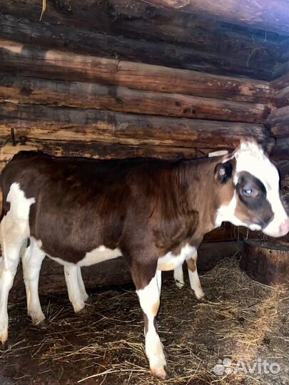 Телка и два телёнка