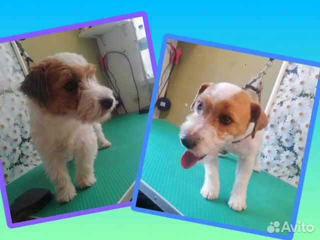 Тримминг, стрижка собак, кошек