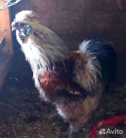 Петухи китайские шелковые и цыплята