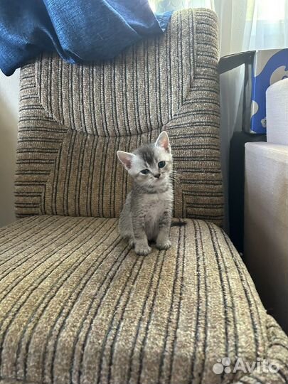 Британская кошка