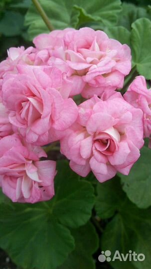 Пеларгонии