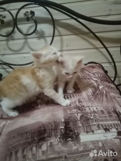 Котята в добрые руки бесплатно