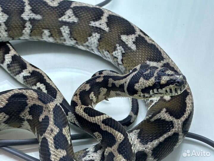 Змея Morelia spilota harrisoni